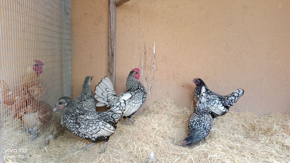 Сибрайт серебро сотилади