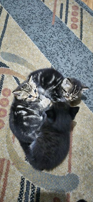 Отдам котят в добрые руки мальчик и девочка