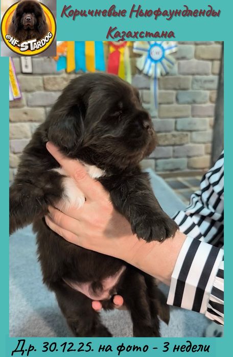 Щенки Ньюфаундленда