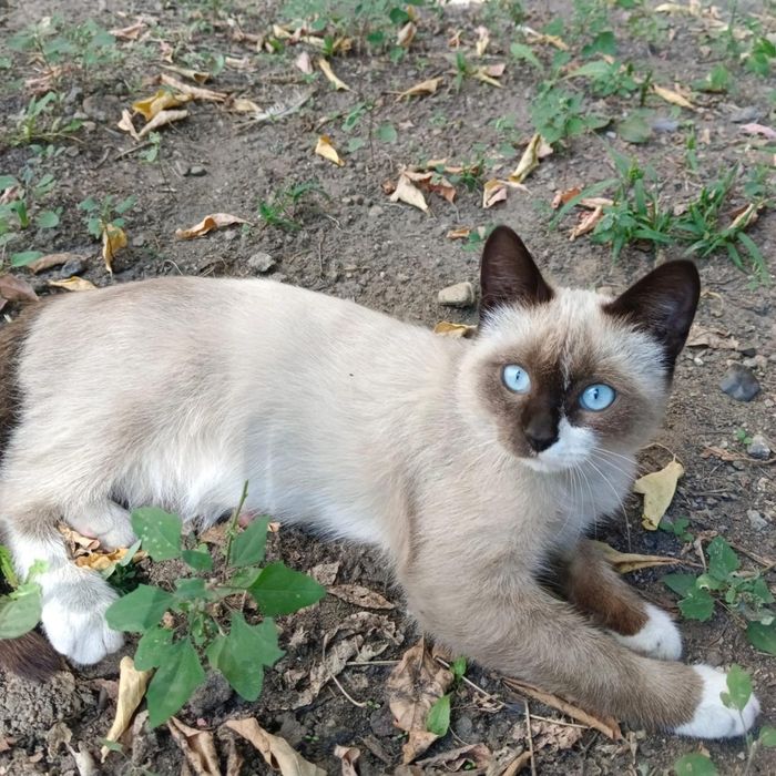 Отдам сиамскую кошу
