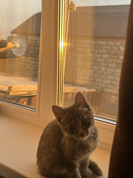 Отдам котенка в хорошие руки