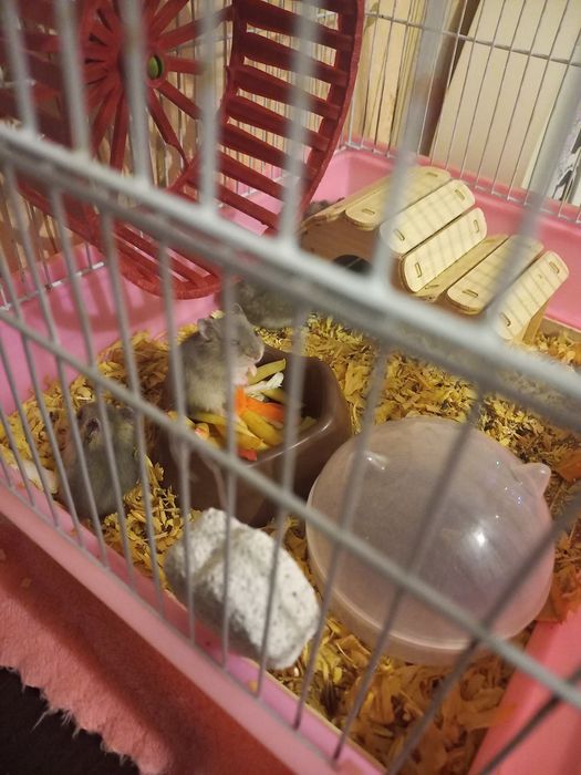 Продам джунгарских хомячков.