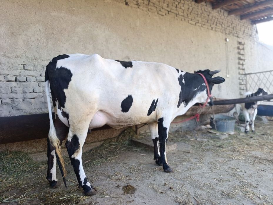 Rassiyski zotli sigir sotiladi narxi 37mln yana krelishamiz