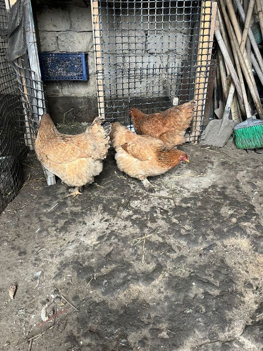Куры домашние куры