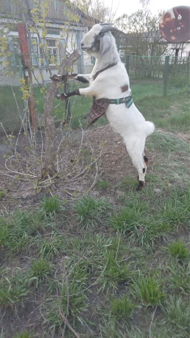 козлята молочные породы