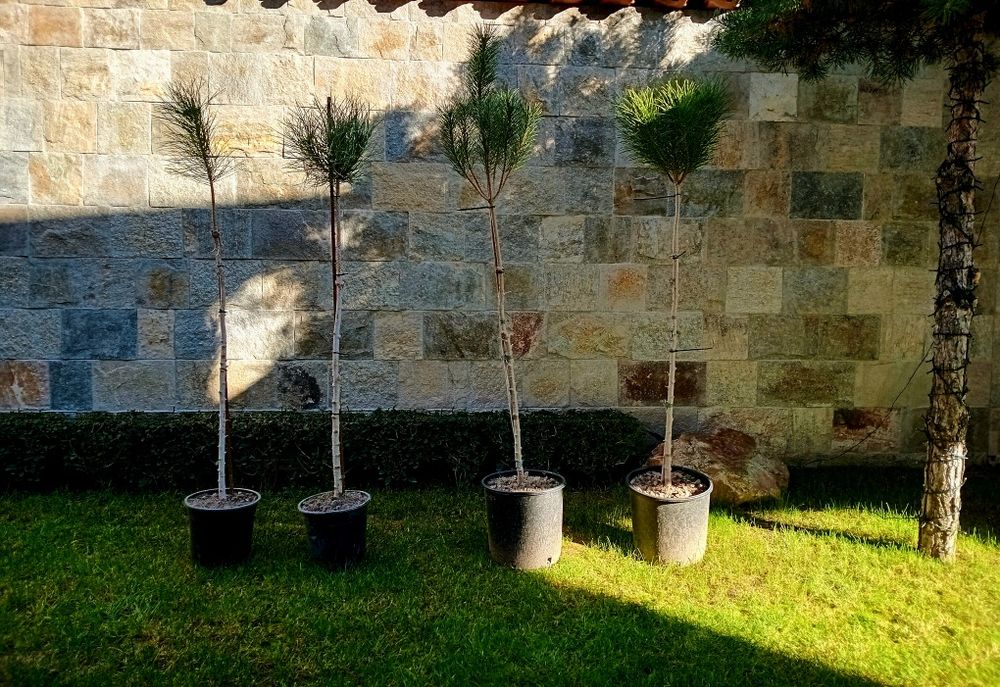 Средиземноморски каменен бор-Пиния (Pinus Pinea)