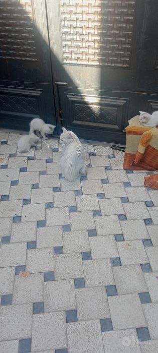 Отдам даром котята