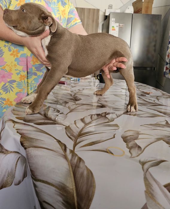 Продам девочку американский булли