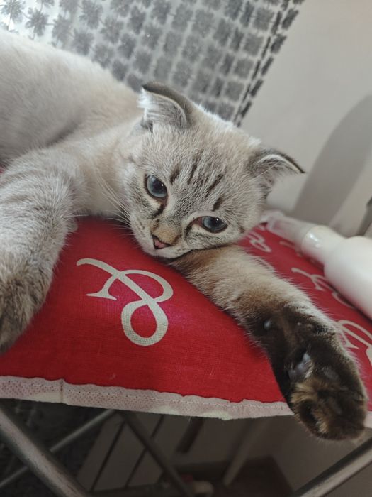 Шотландская вислоухая кошка