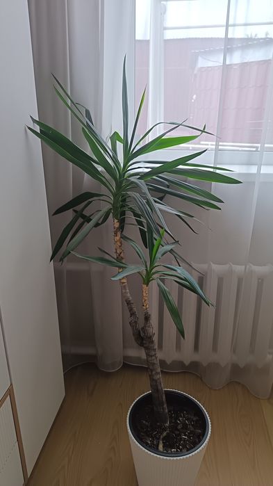 Продам цветы разные