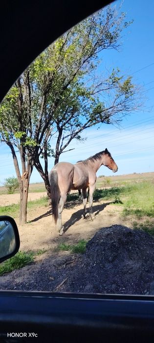 Лошадь байтал 2.5