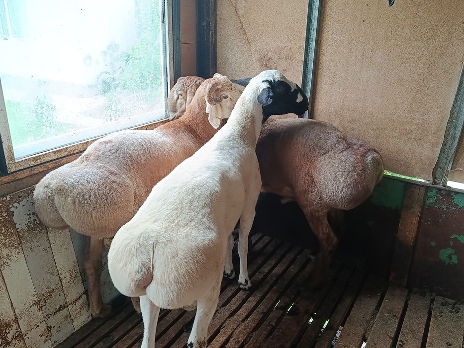 Кошкары для линии