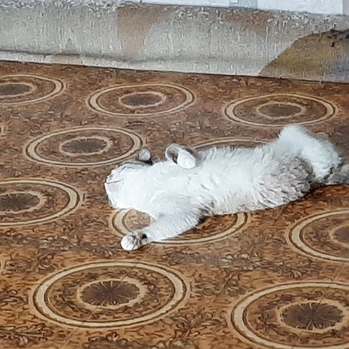 Отдам кошку в добрые руки
