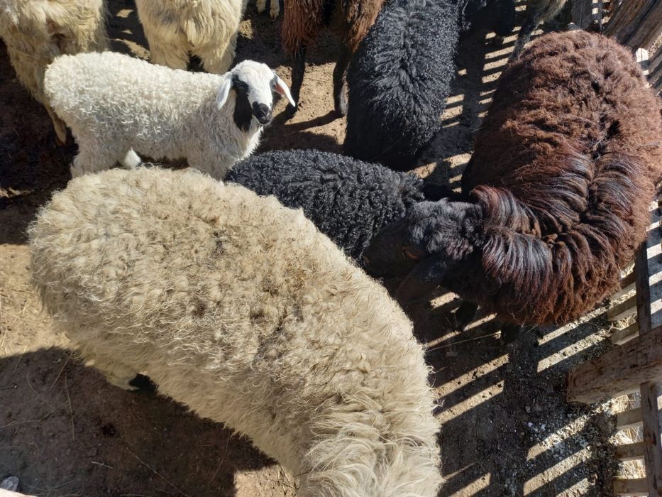 Қозылы қой сатамын. Овца с ягнятами