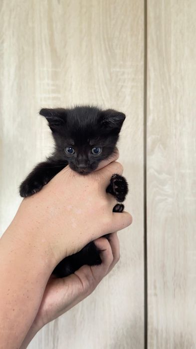 Отдам котят в добрые руки