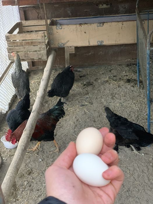 Хуроз,товук,жужулар хам бор