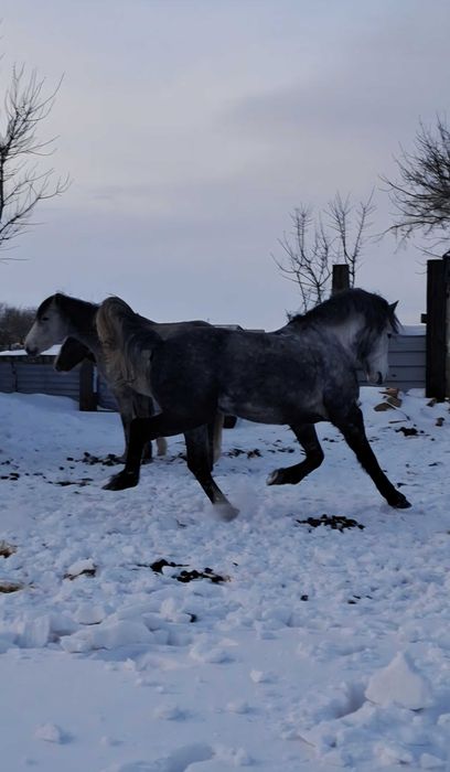 Продам табуного жеребца 7 лет