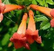 Инжир темный,саженцы вишни(плоды крупные), гранат, кампис, дуб, каштан