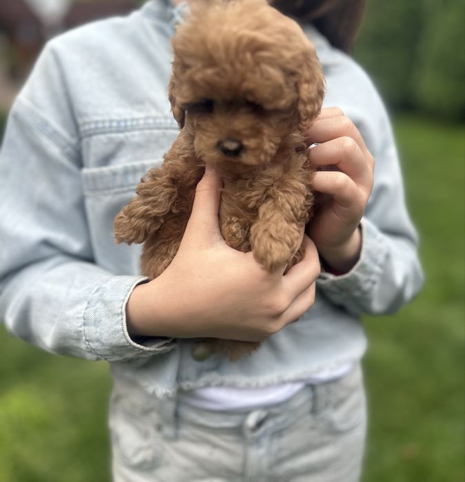 Пудел мини пудел той пудел