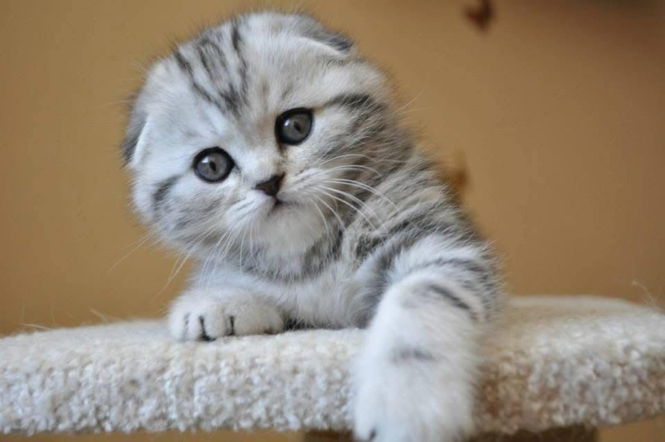 Scottish fold chinchilla