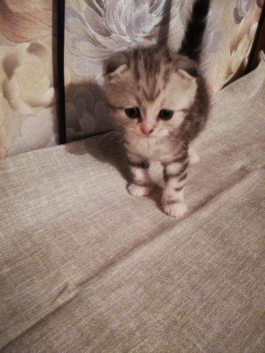 Котенок мальчик, вислаушка