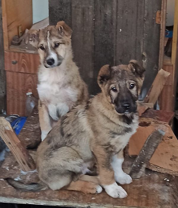 Отдам в добрые руки