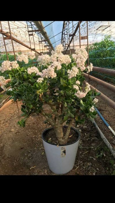 Уй ва офислар учун денежные гуллари сотилади