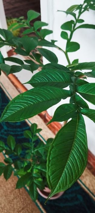 Пальму , Замиокулькас - долларовое дерево