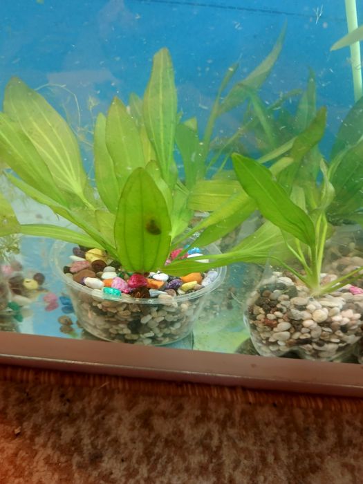 Аквариумные растения