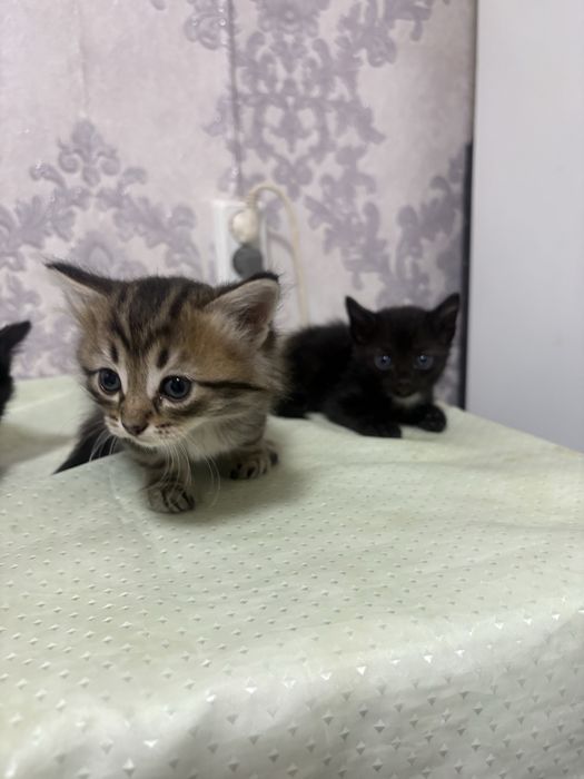 Котенкиии пятерооо