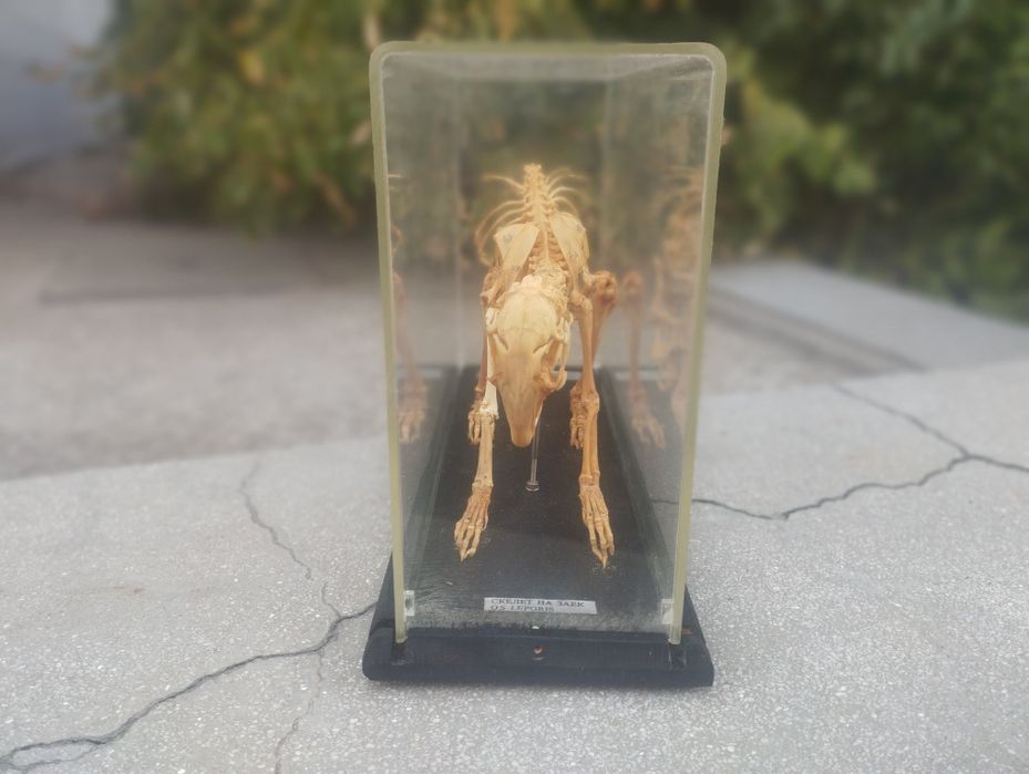 Соц Скелет на заек