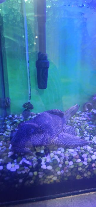 Продам аквариум с рыбами