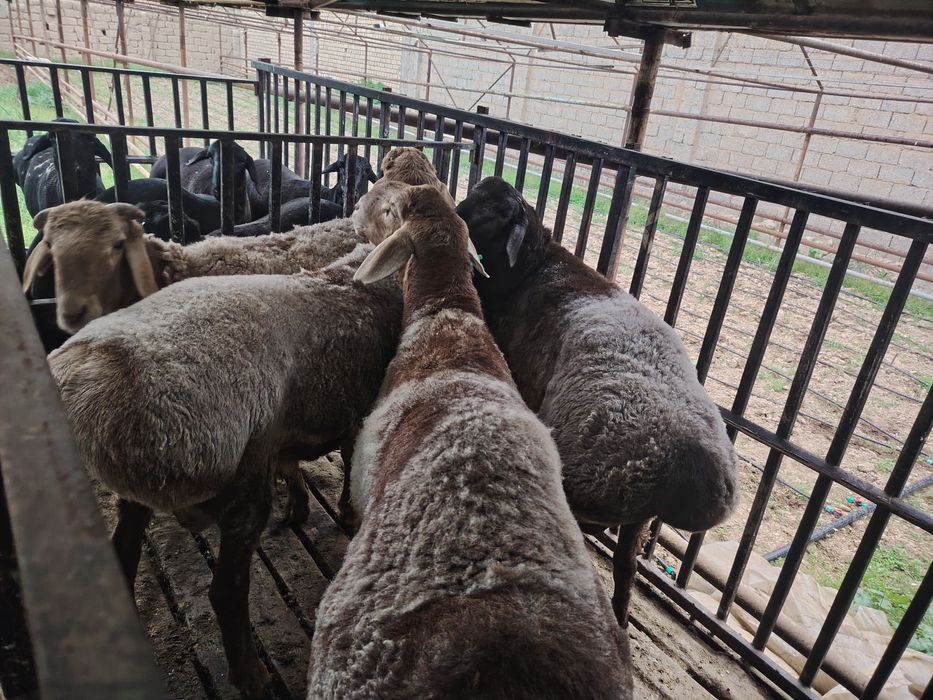 Qo'chqorlar sotiladi. Qirg'iz qo'chqor