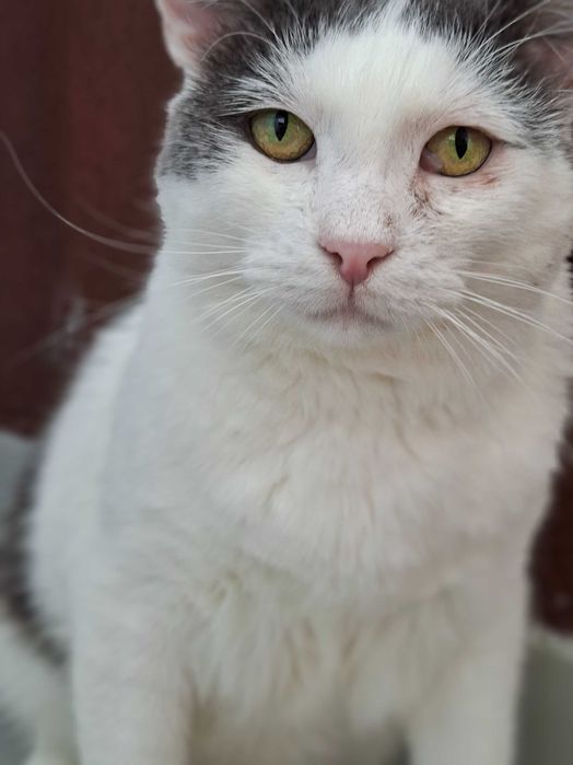 Adoptie pisoca motan alb castrat