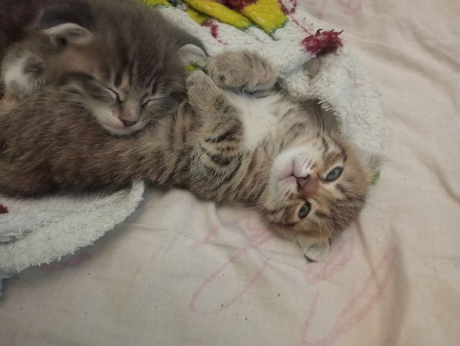 Вислоухая и прямоухий леопардики