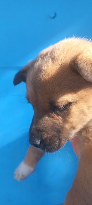 Отдам в добрые руки