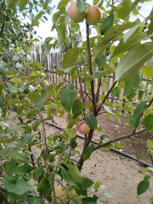 Продам дачу в СО Пригородное