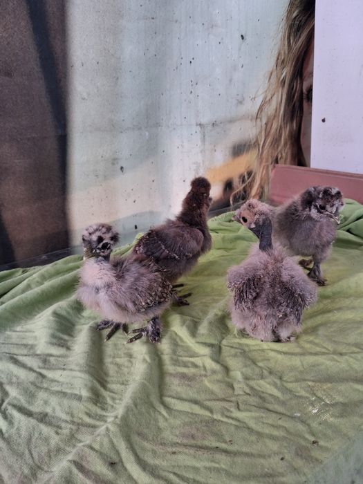 Vand pui mătase japoneză