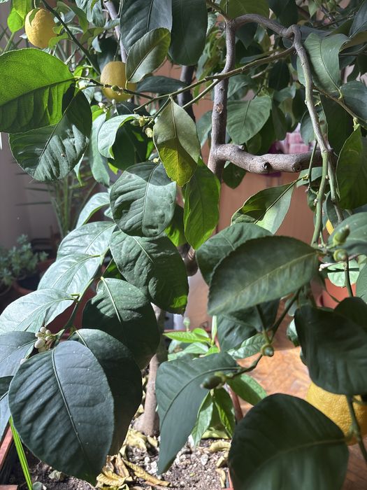 Lamai altoit, foarte roditor!!!