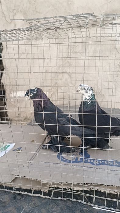 Голуби гульсари пара