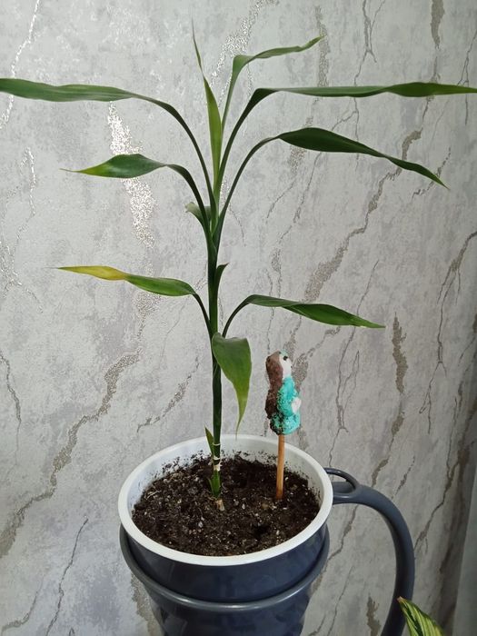 Продам цветы комнатные