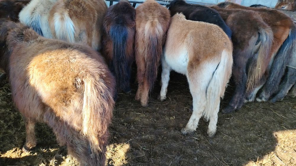 5 бас еркек жабағылар