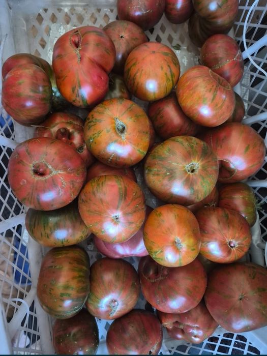 Помидоры домашние продам