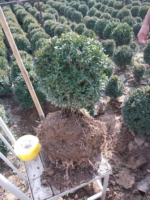 Shamshod kochat optom dona