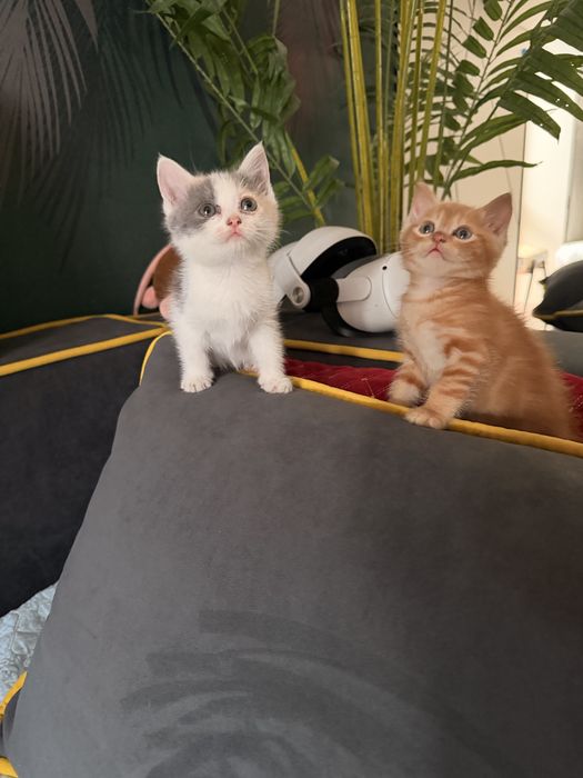 Котята готовы к новой семье