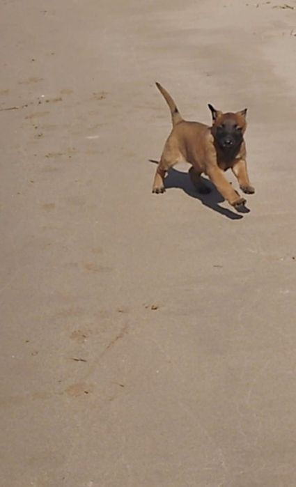 Продаётся щенок бельгийской овчарки