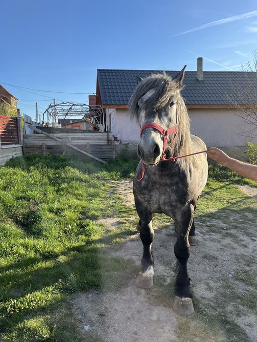 Vand Armasar de 3 ani