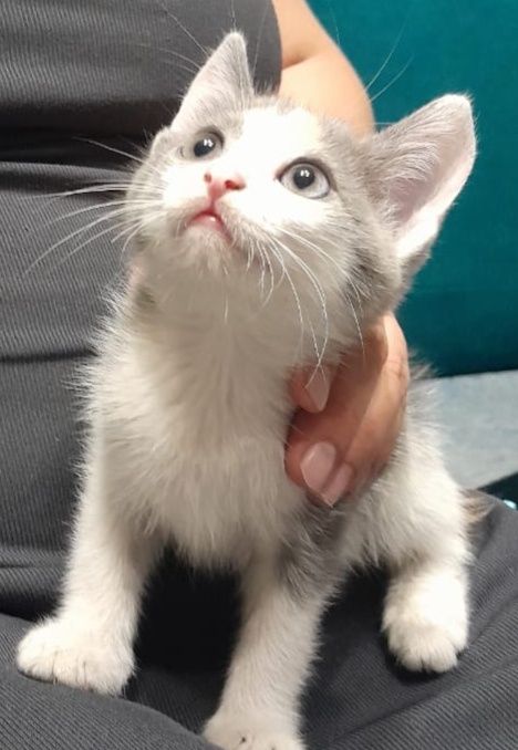 Отдам котёнка даром.