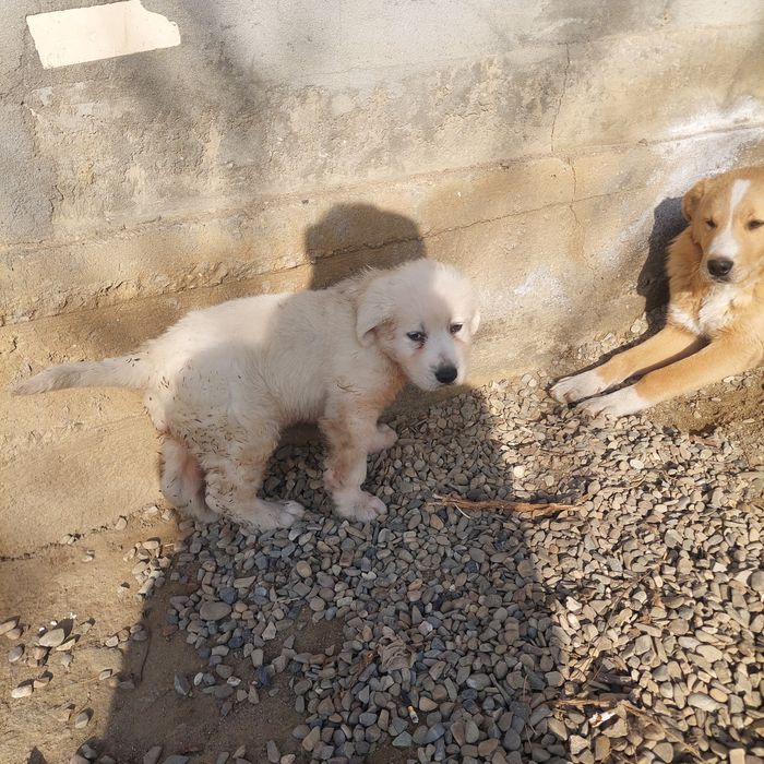 Vând 1 mascul ciobănesc