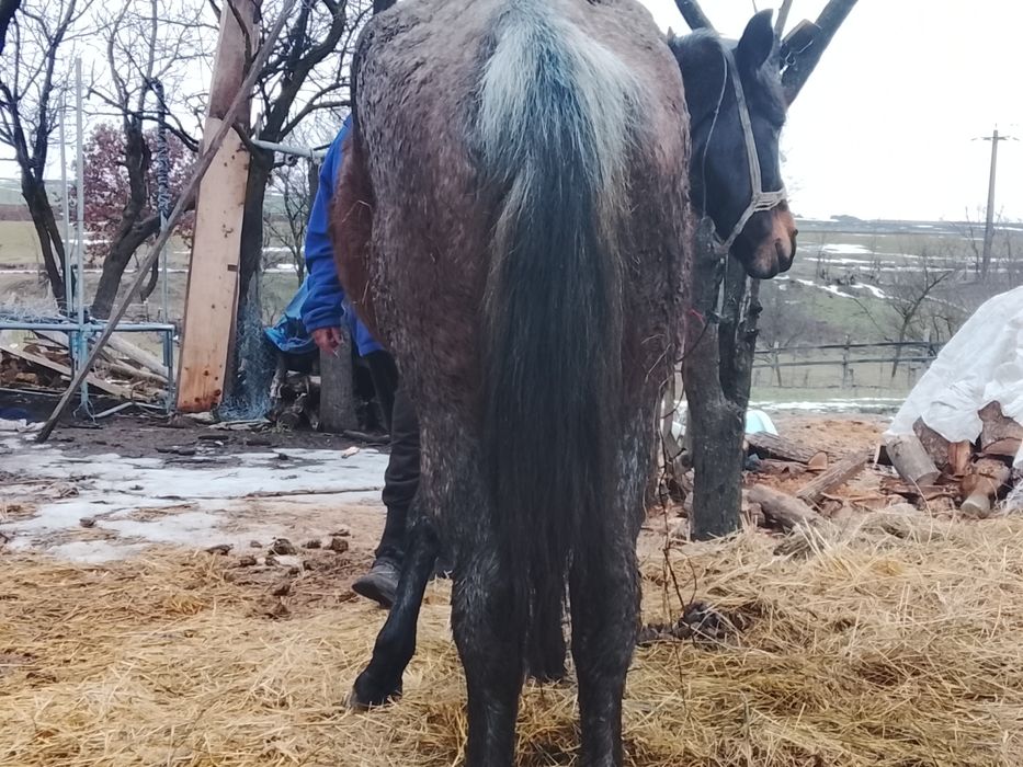 Vând cal de căruț